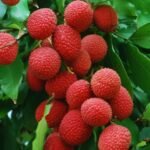 Litchi