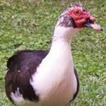 Muscovy Duck