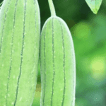 Sponge Gourd