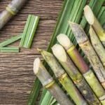 Sugarcane